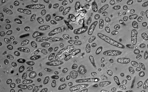 A new perspective on gut microbiota diversity