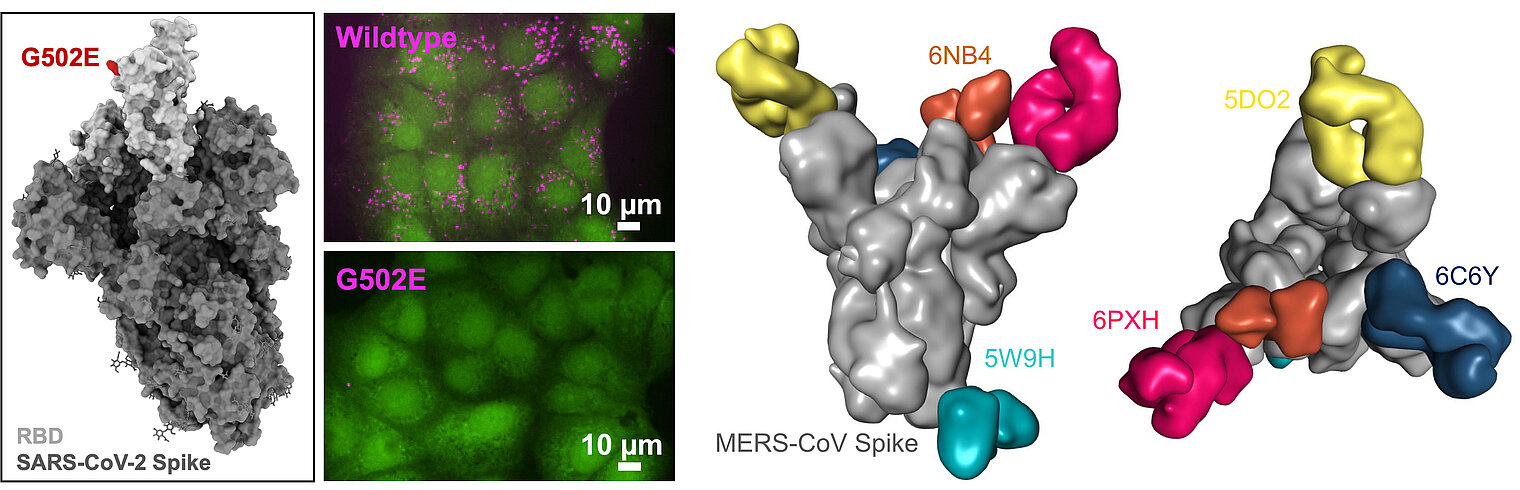 Modification of vaccines and antibody fragments bound to a coronavirus spike protein