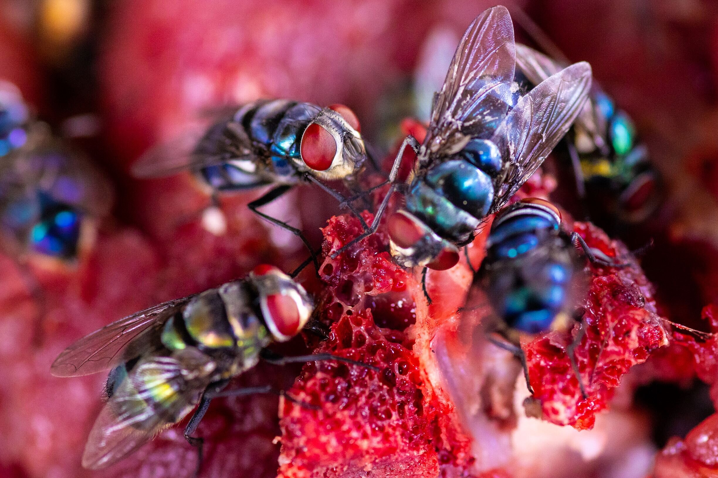 Flies help to determine biodiversity.