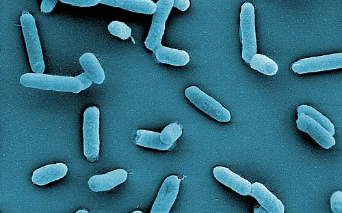 Unlocking the world of bacteria