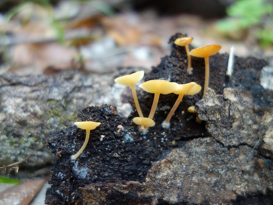 Mushrooms collected in a project in Kenya