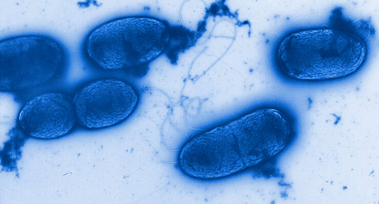 Pseudomonas aeruginosa unter dem Mikroskop