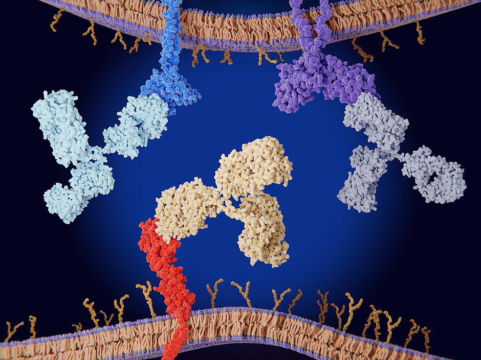 Antibody 3D structure