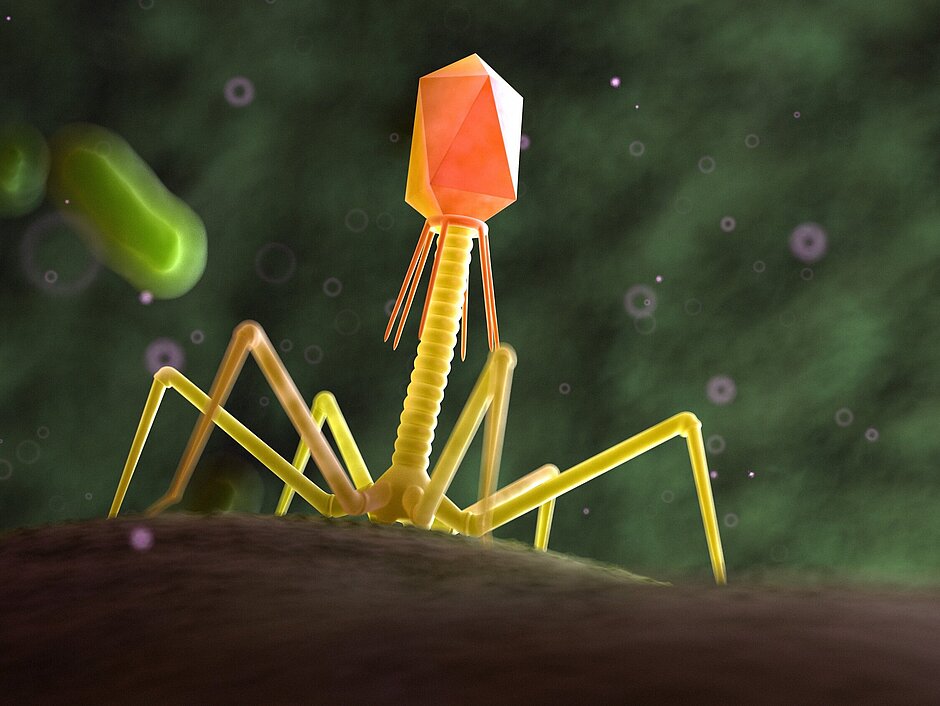 3d rendered medically accurate illustration of a bacteriophage on a bacteria