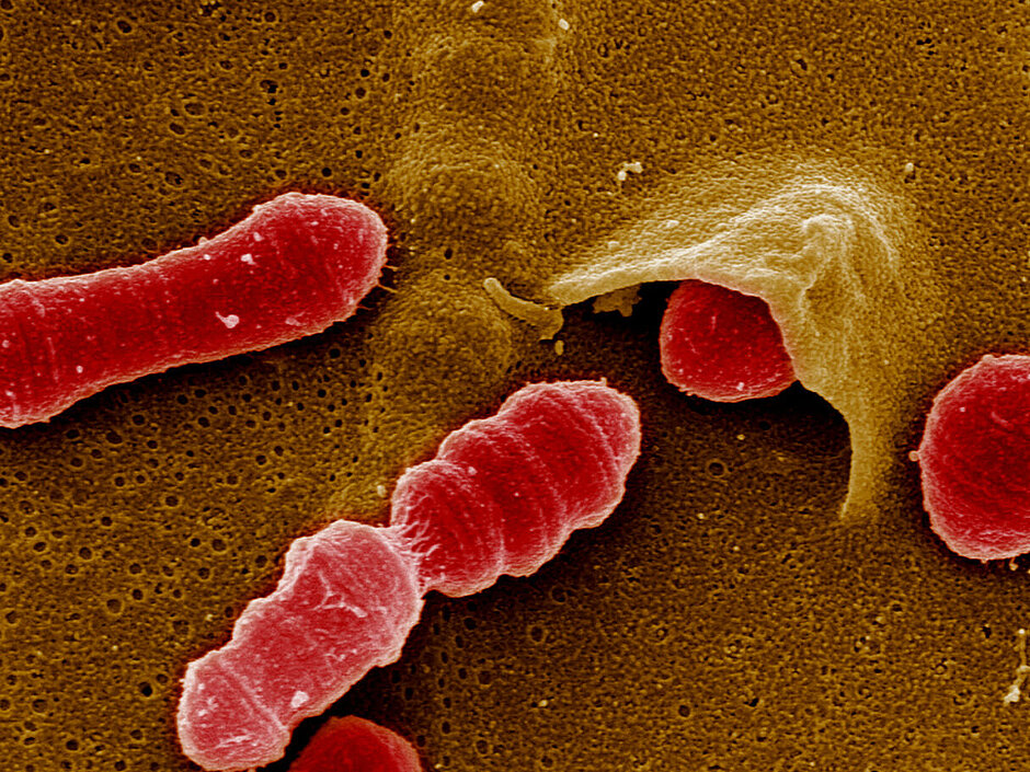 Group of streptococci invades endothelial cells