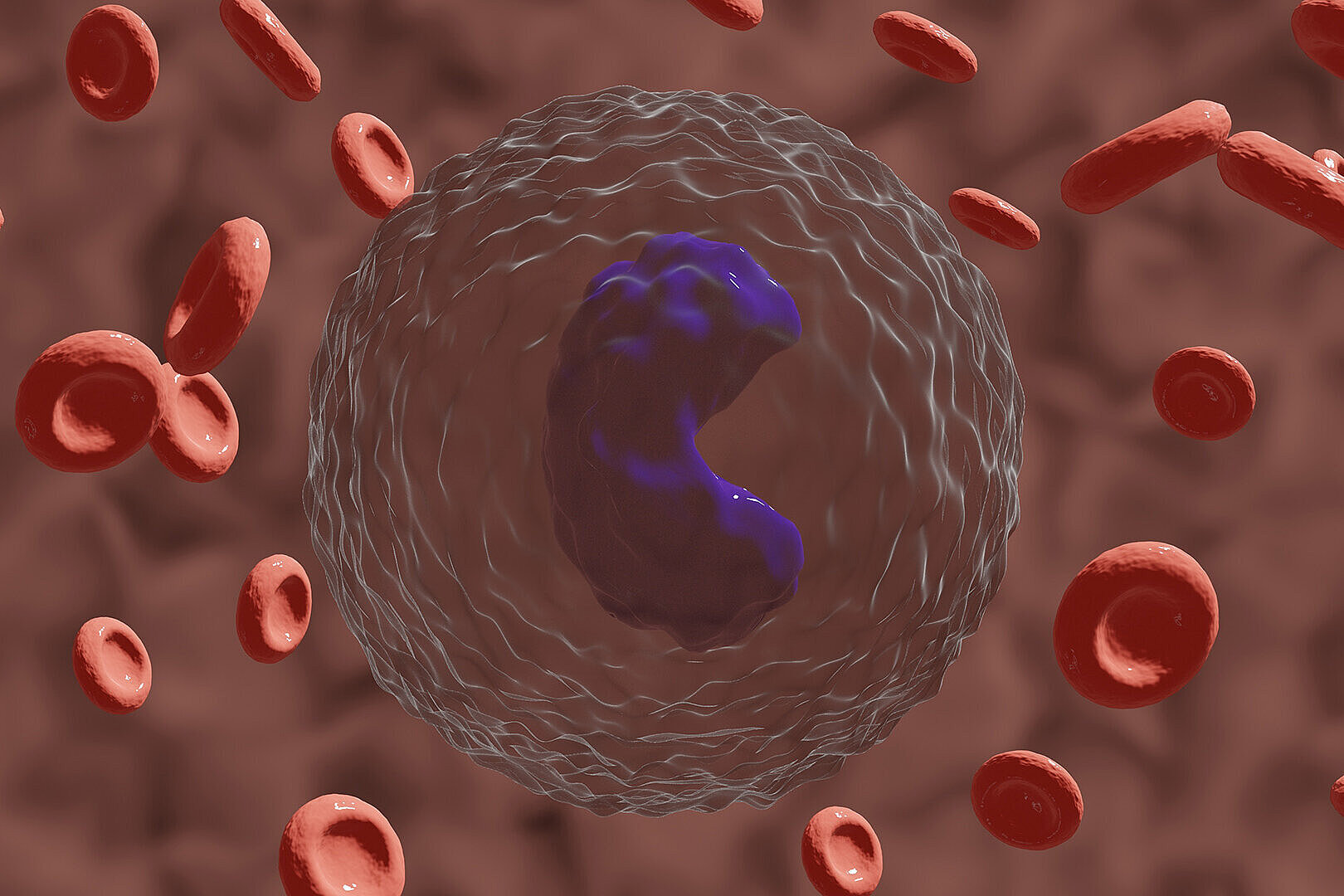 Illustration of a large monocyte surrounded by smaller red blood cells 