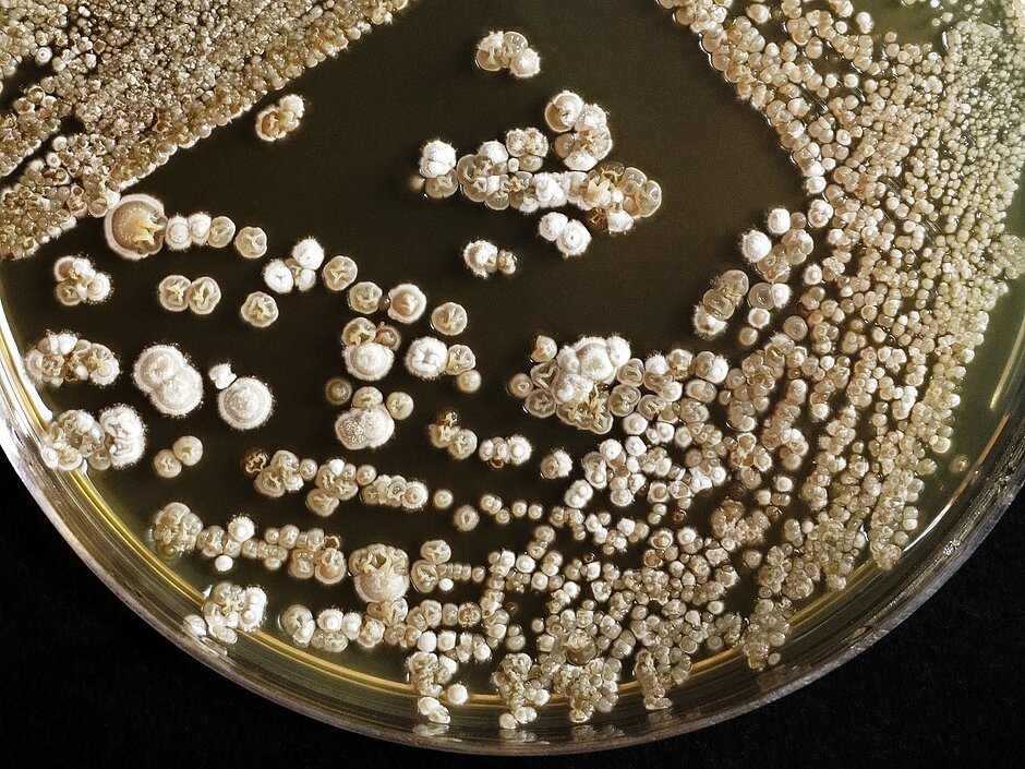 Top down view of a Petri plate containing colonies of Streptomyces bacterium, on black background