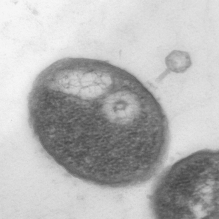 Microscopic image of a phage that binds to a host cell