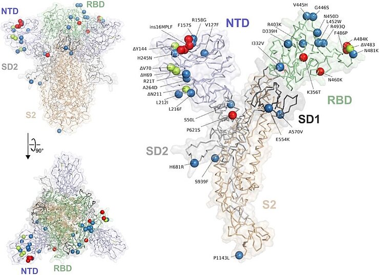 Mutationen im Spike-Protein der Virusvariante BA2.86. Veröffentlicht unter CC-BY 4.0 in Nature Communications; DOI: 10.1038/s41467-025-55871-5