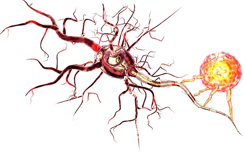 Mechanismus der Schädigung von Nervenzellen bei Multipler Sklerose entdeckt