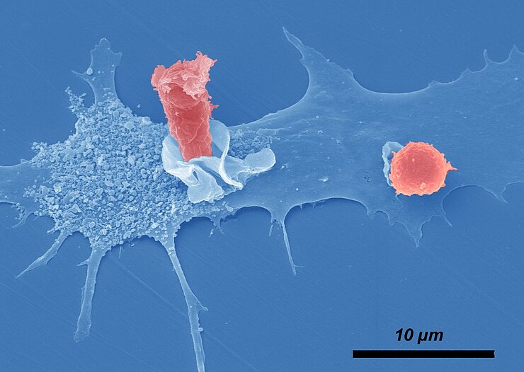T cells (shown in red) interacting with dendritic cells