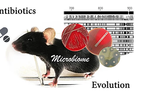Wie das Darmmikrobiom auf Antibiotika reagiert