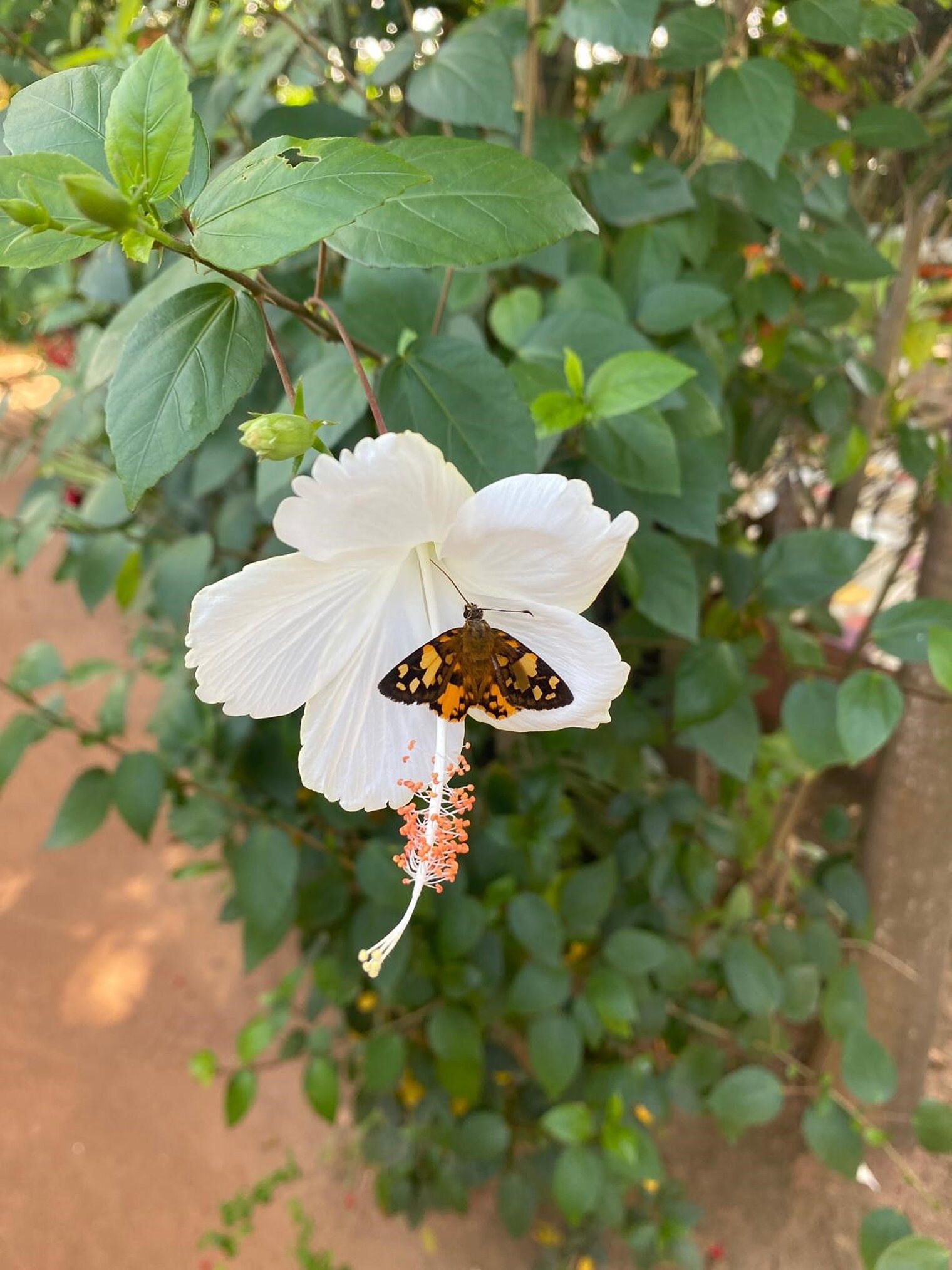 Wunderschöne Côte d’Ivoire – wir kommen gerne wieder