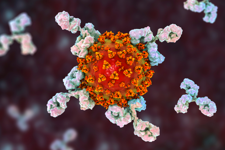 Illustration eines SARS-CoV-2-Partikels (in orange) und angreifender Antikörper.