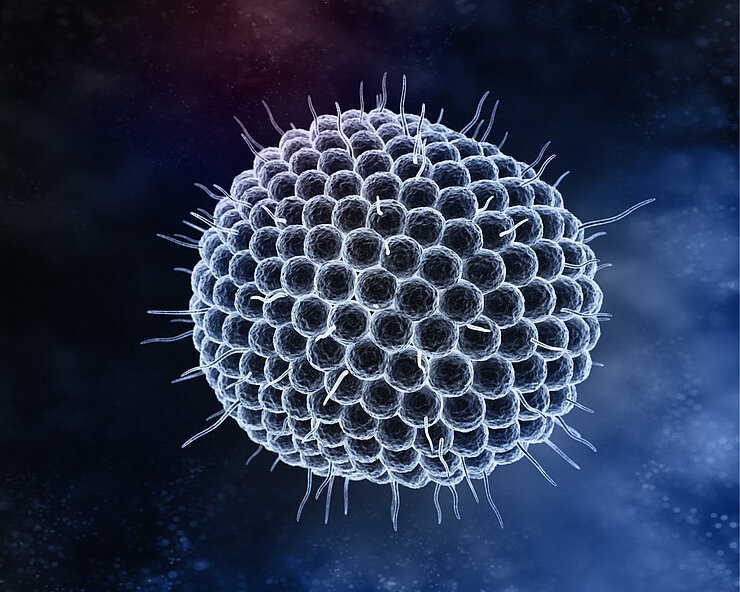 Animiertes Bild eines Herpes-Virus