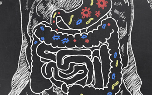 Darmskizze mit Darm-Bakterien 