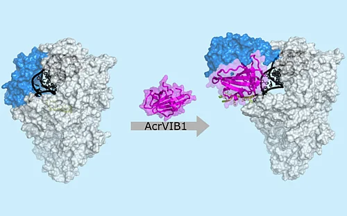 Refining the CRISPR scissors