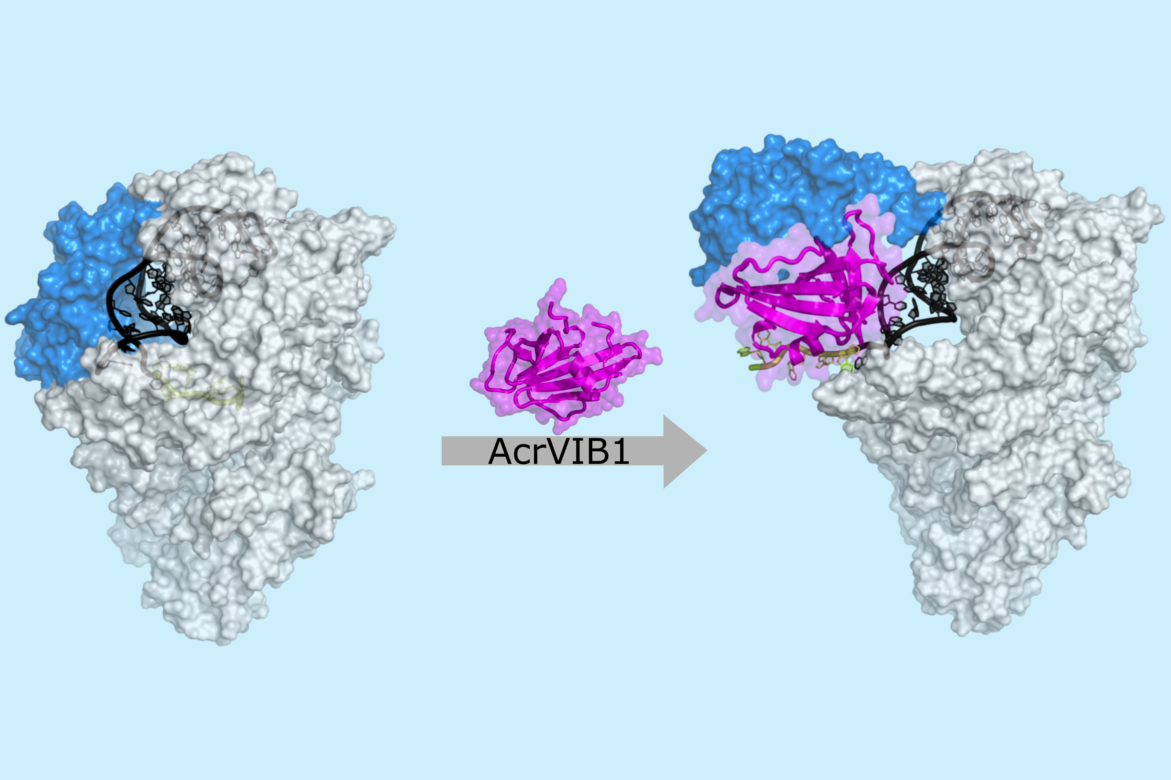 Kryoelektronenmikroskopische Aufnahme: Das Anti-CRISPR-Protein AcrVIB1 (magenta) dockt an die Nuklease Cas13b (hellgrau) an