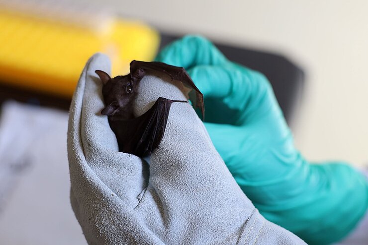 Fledermaus wird von einer Person mit Handschuhen gehalten