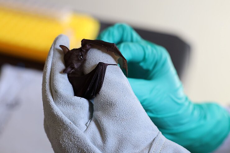 Gloved hands holding a bat