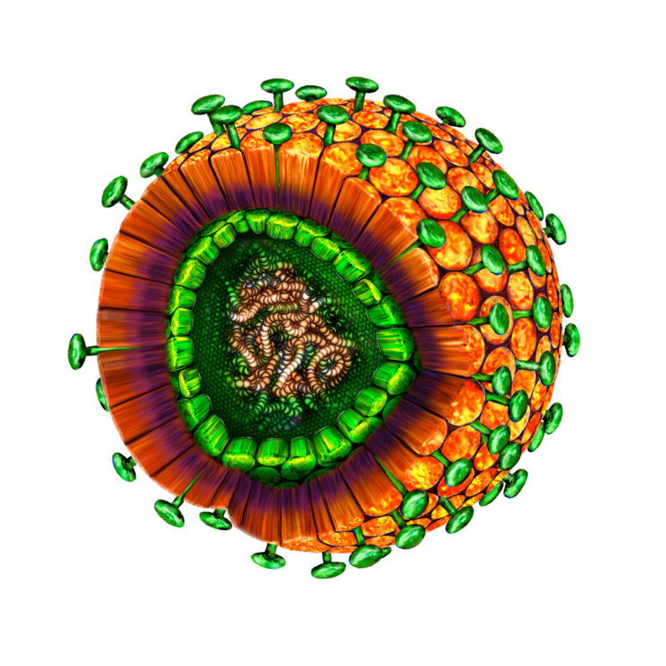 Cross section of hepatitis virus 3D animation