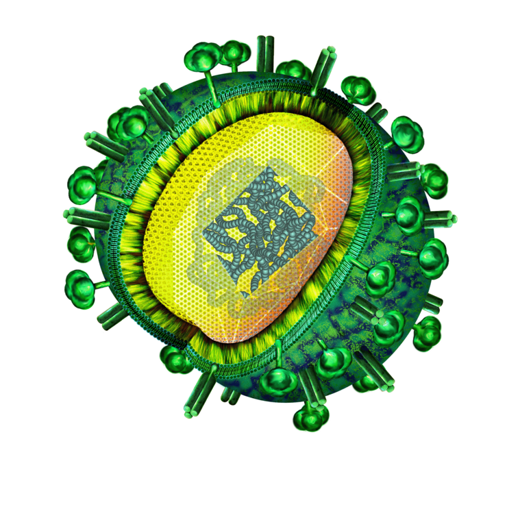 3D Modell eines Influenza Virus