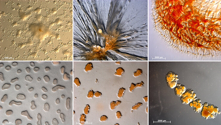 Swarms and fruiting bodies of various myxobacteria