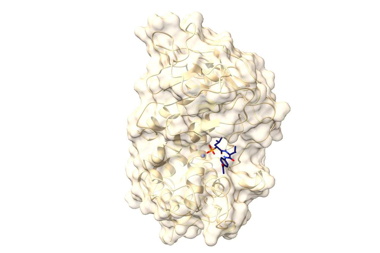 3D-kontrastierte Oberflächenstruktur von LasB (beige) mit einem Inhibitor der 3. Generation (dunkelblau), der Zink (grau) bindet.