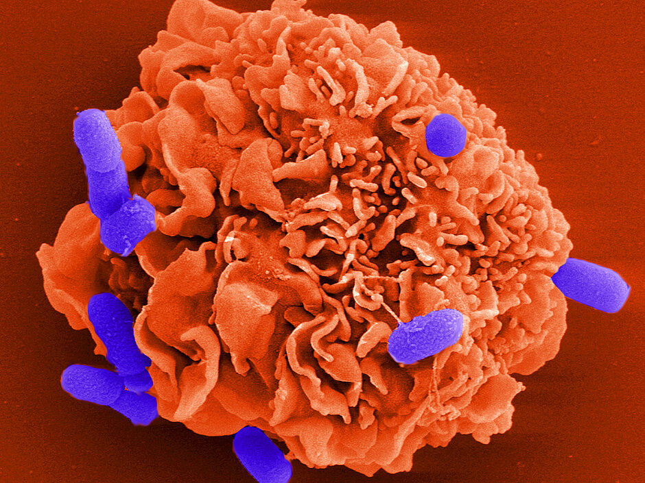 Illustration of the interaction of pathogen (Salmonella) and immune cell (mast cell)