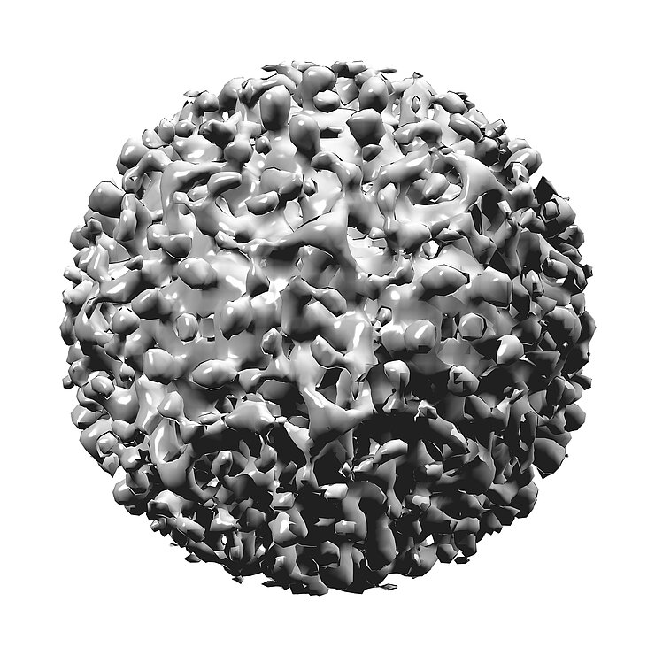 3D Modell Hepatitis B Virus