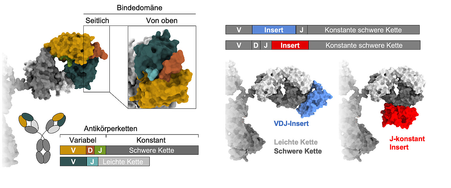 Schema zur Bindung von Antikörpern und Grafik zur Insertion von Antikörpern