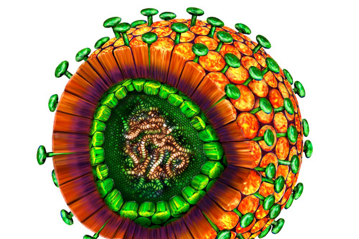 Graphic of hepatitis C virus