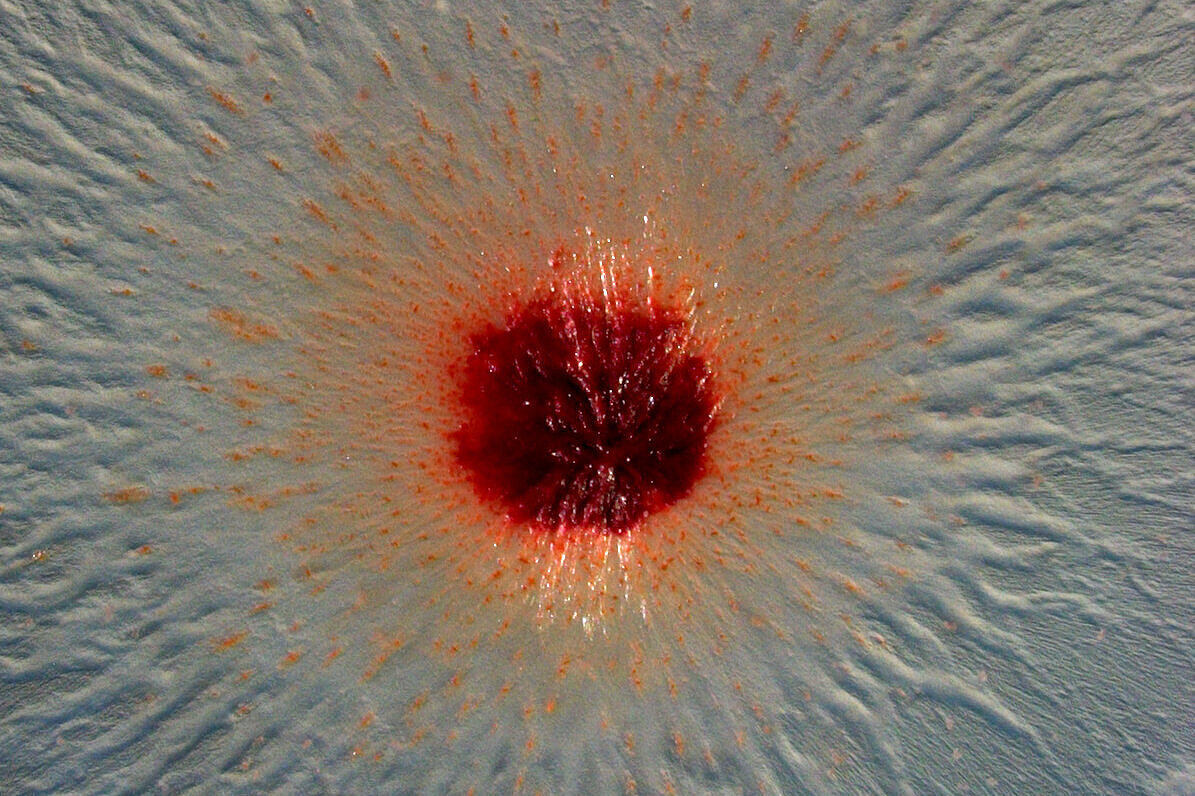 Microscopic image of a colony of Pendulispora rubella
