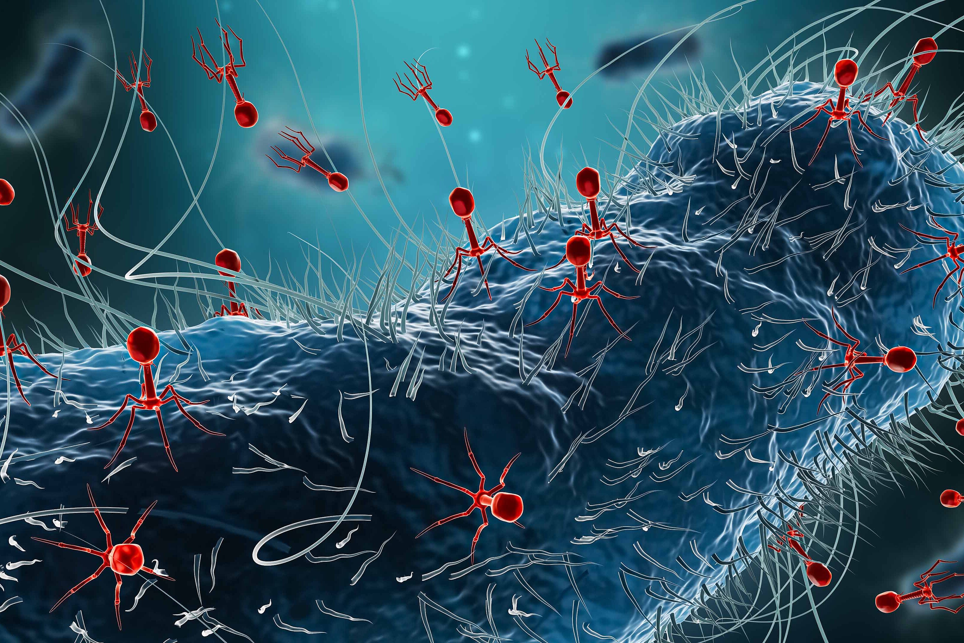 Illustration of a bacterium with numerous bacteriophages on the surface