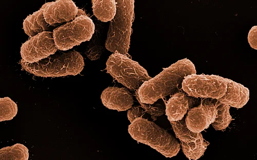 How members of the microbiome specifically fight salmonella infections
