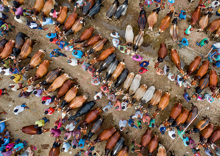 Aerial view of a livestock market