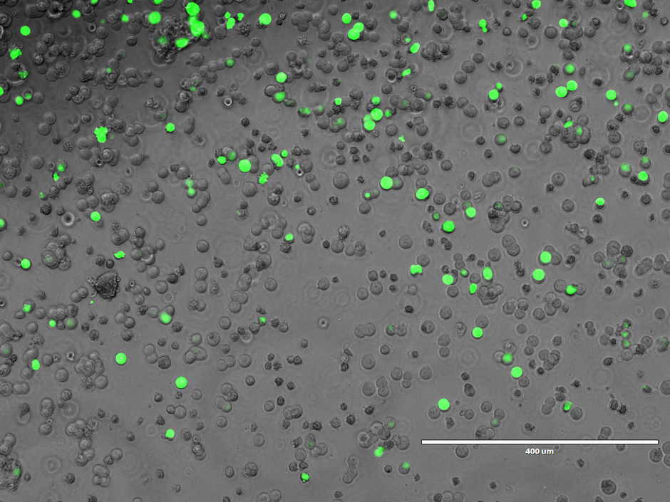 Green fluorescent cells