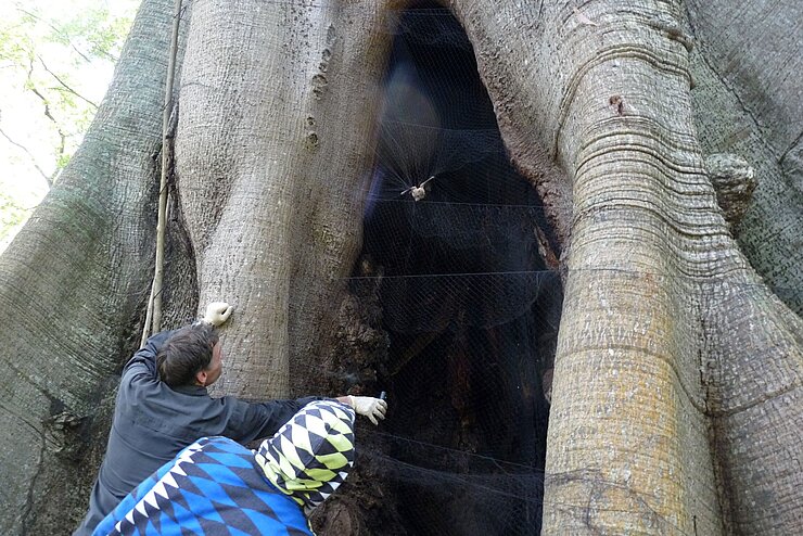 Two people catch bats in a hollow tree