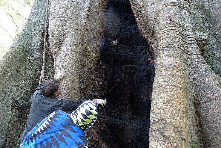 Zwei Personen fangen Fledermäuse in einem hohlen Baum