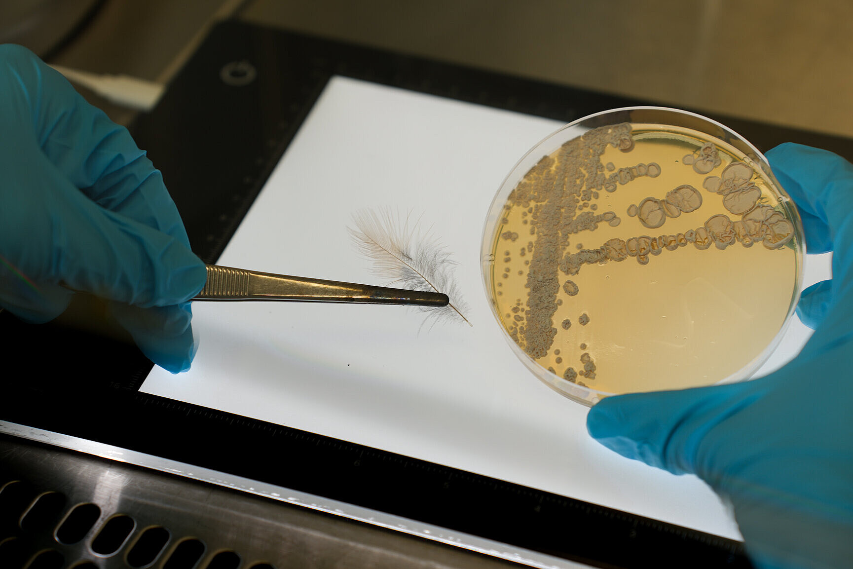 Feather of the toxic mountain fathead and a plate culture. 