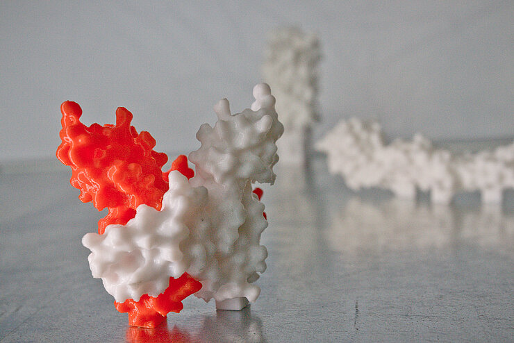 3D-gedrucktes Proteinmodell