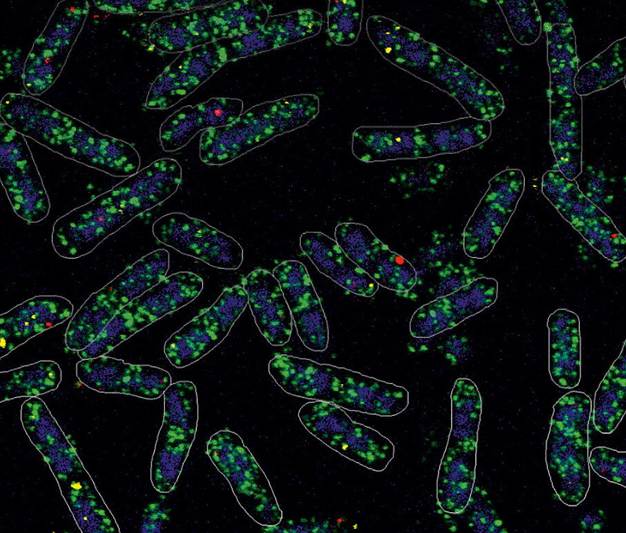 Mikroskopische Aufnahme von stäbchenförmigen Bakterien mit grün-blauen und roten Flecken auf schwarzem Hintergrund