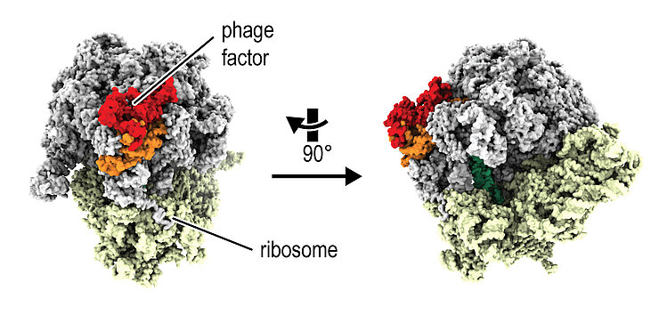 3D model structure of the 70S ribosome with phage factor