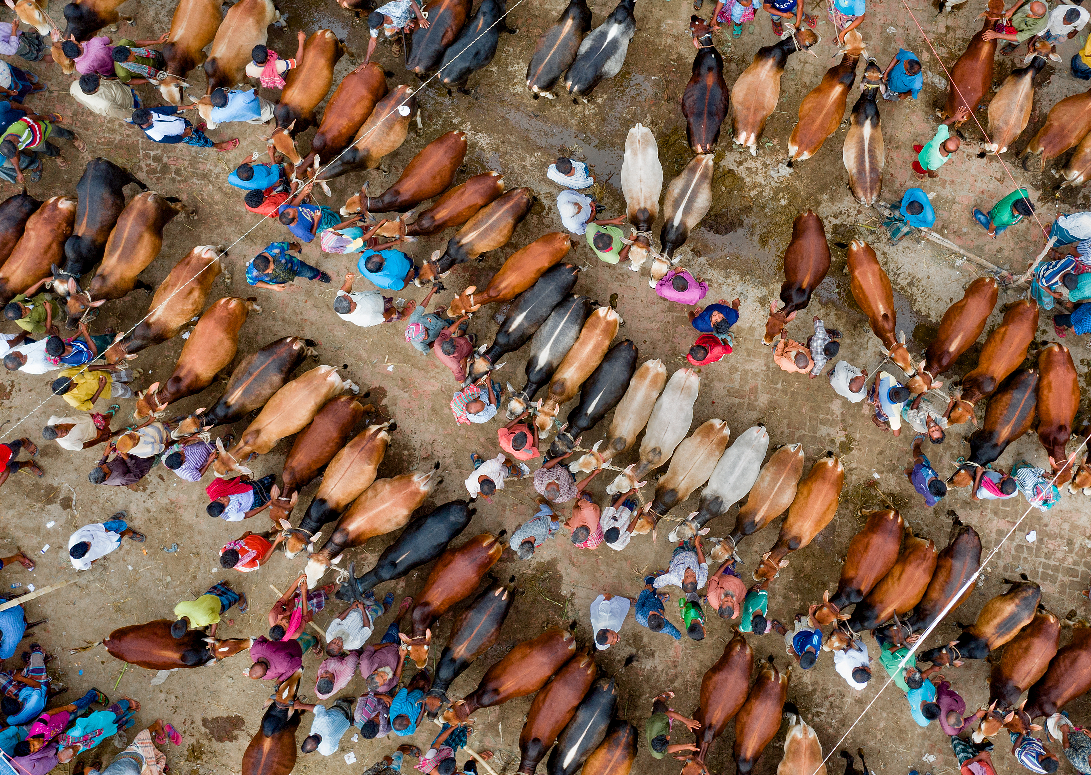 Viehmarkt Bangladesh