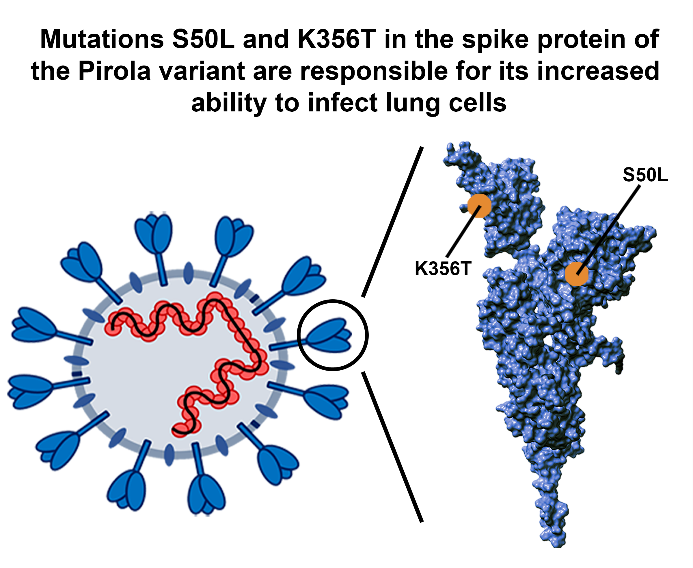 Spike protein of Pirola variant