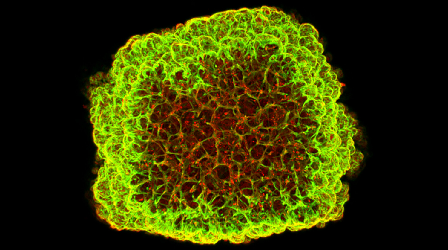 Organoid eines Blutgefäßes