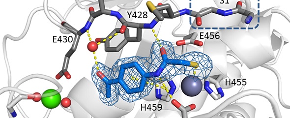 Peptidase-Domain der Kollagenase H mit Inhibitormolekül 