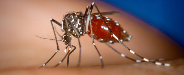 Die Weibchen der Asiatischen Tigermücke gehören zu den Überträgern des Chikungunyafiebers. 